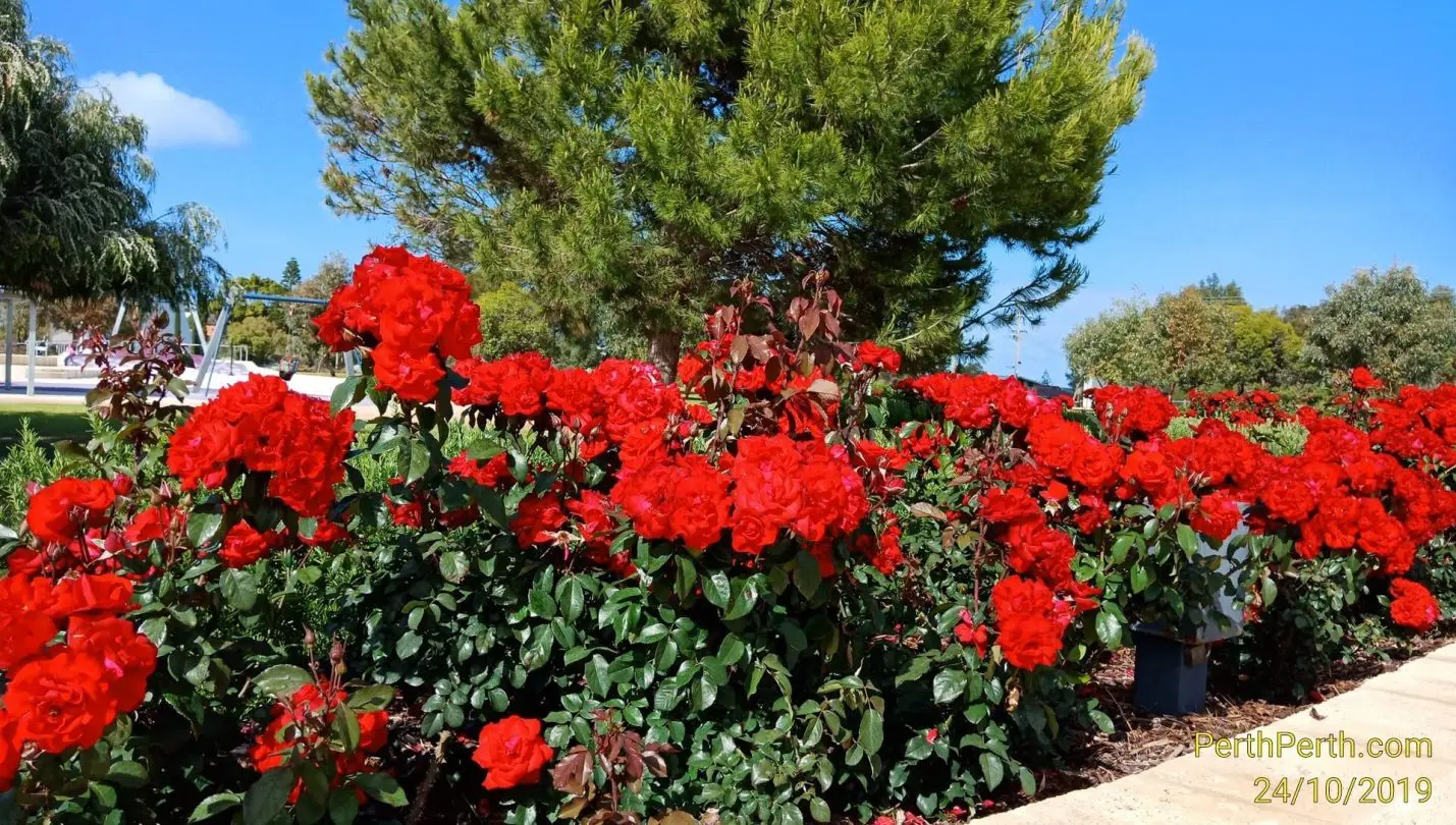Cathedral flowers near Royal Perth Hospital