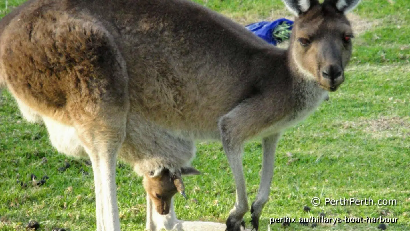 Free-roaming kangaroos near Perth, photographed by our tour guide on the Kangaroo and Flowers Walking Tour