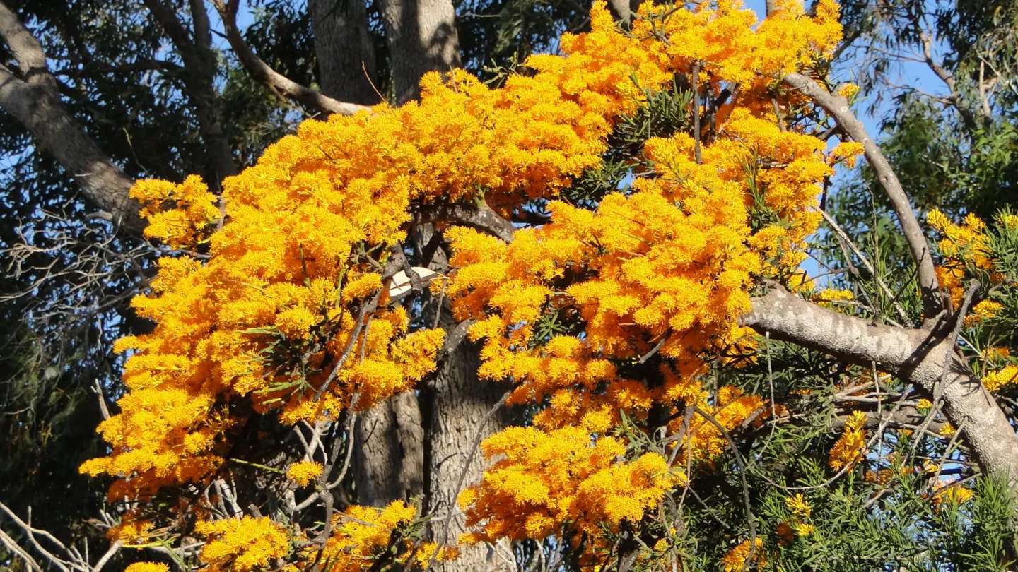 Christmas tree in Perth