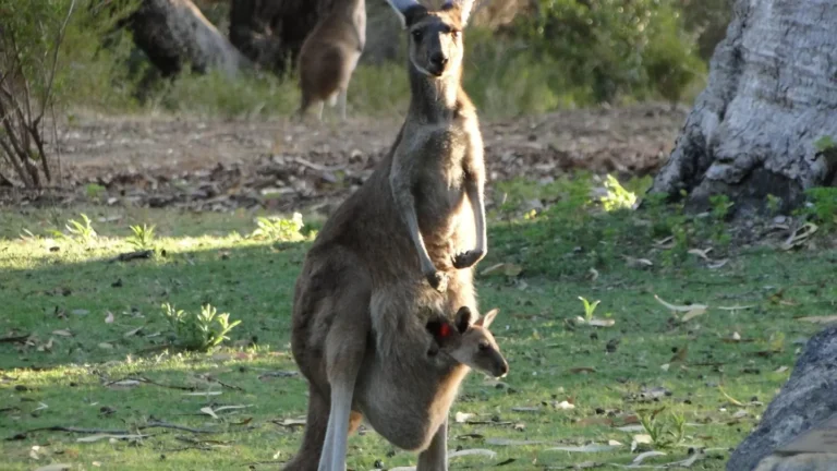 Kangaroos in Perth.