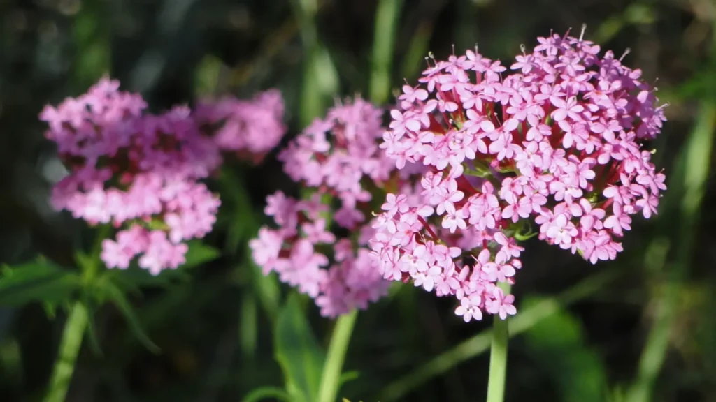 Red Valerian small pink flowers.