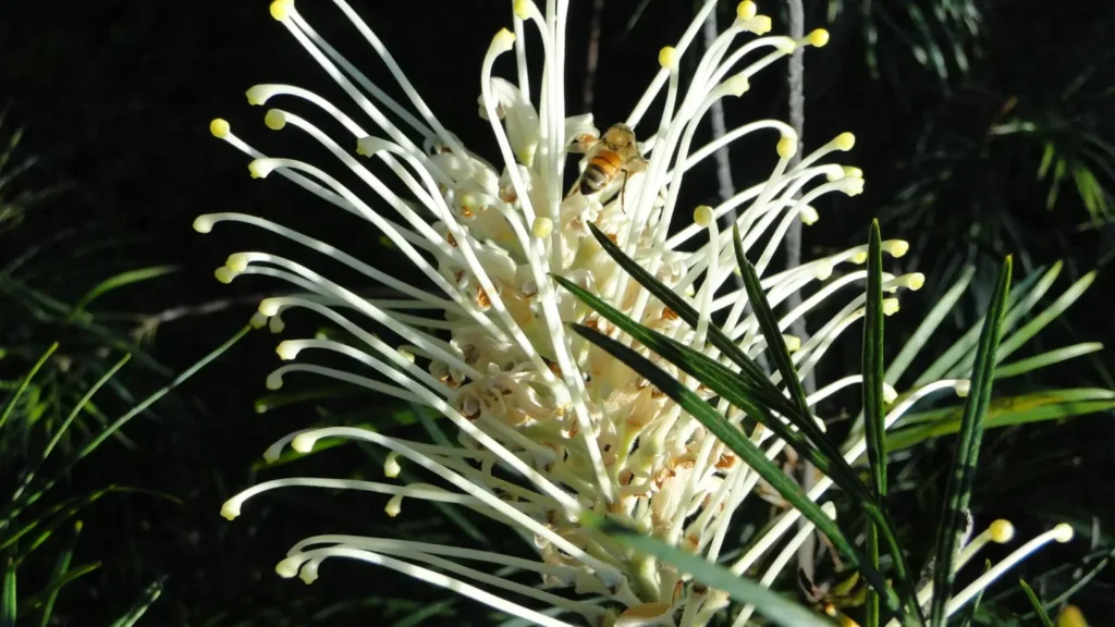 Grevillea 'Moonlight' flower.